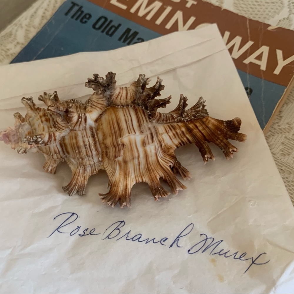 Rose Branch Murex Sea Shell